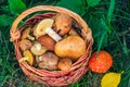 Wicker basket with edible mushrooms and toxic and dangerous amanita on grass