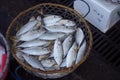 Wicker basket filled with fresh fish