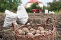 Wicker basket is filled with freshly dug potatoes. On basket there is hoe - retro hand tools for potato digging. Life in the