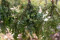 a wicker basket filled with juniper branches with berries. Royalty Free Stock Photo