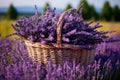 Wicker Basket Filled With Lavender Flowers, Fragrant Bouquet of Natural Beauty, Wicker basket of freshly cut lavender flowers a Royalty Free Stock Photo