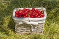 Wicker basket filled with red sweet cherries in a garden Royalty Free Stock Photo