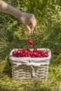 wicker basket filled with red sweet cherries in grass in a garden. Female hand takes one cherry from basket Royalty Free Stock Photo