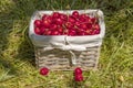 wicker basket filled with red sweet cherries in grass in a garden