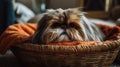 A wicker basket flipped over and turned into a pet bed, with a scruffy dog nestled into the open weaving and cozy bedding.