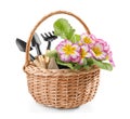 Wicker basket with flowers and gardening tools on white background Royalty Free Stock Photo