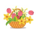 Wicker basket with flowers-tulips, Mimosa, daffodils Royalty Free Stock Photo