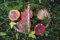 A wicker basket with fly agarics in a green clearing in the forest. Royalty Free Stock Photo
