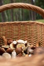 a wicker basket in the forest full of different species of mushrooms. Boletes, boots, butterflies Royalty Free Stock Photo
