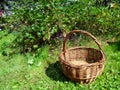 Wicker basket with fresh berries white currants Royalty Free Stock Photo