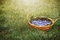 A wicker basket with fresh bilberry (Vaccinium myrtillus) on the green grass outdoors. Fresh garden blueberries