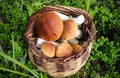 Wicker basket with fresh cep porcini mushrooms in autumn forest Royalty Free Stock Photo