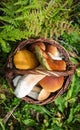 Wicker basket with fresh cep porcini mushrooms in autumn forest Royalty Free Stock Photo