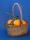 A wicker basket of fresh clementine oranges on a bright blue background. Royalty Free Stock Photo