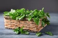 Wicker basket with fresh green basil on wooden table Royalty Free Stock Photo