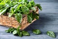 Wicker basket with fresh green basil on wooden table Royalty Free Stock Photo