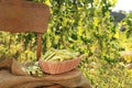 Wicker basket with fresh green beans on wooden chair in garden Royalty Free Stock Photo