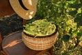 Wicker basket with fresh green beans and hat on wooden chair in garden Royalty Free Stock Photo