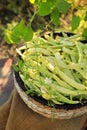 Wicker basket with fresh green beans on stool in garden Royalty Free Stock Photo