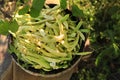 Wicker basket with fresh green beans on stool in garden Royalty Free Stock Photo