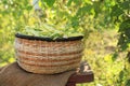 Wicker basket with fresh green beans on stool in garden Royalty Free Stock Photo