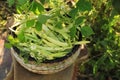 Wicker basket with fresh green beans on stool in garden Royalty Free Stock Photo