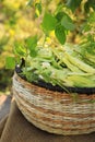 Wicker basket with fresh green beans on stool in garden Royalty Free Stock Photo