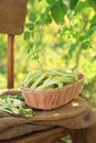 Wicker basket with fresh green beans on wooden chair in garden Royalty Free Stock Photo