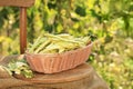 Wicker basket with fresh green beans on wooden chair in garden Royalty Free Stock Photo