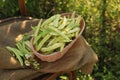 Wicker basket with fresh green beans on wooden chair in garden Royalty Free Stock Photo