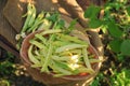 Wicker basket with fresh green beans on wooden chair in garden, top view Royalty Free Stock Photo