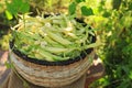 Wicker basket with fresh green beans on wooden stool in garden Royalty Free Stock Photo