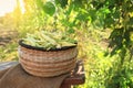 Wicker basket with fresh green beans on wooden stool in garden, space for text Royalty Free Stock Photo