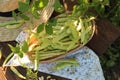 Wicker basket with fresh green beans on wooden table in garden, top view Royalty Free Stock Photo