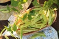 Wicker basket with fresh green beans on wooden table in garden, top view Royalty Free Stock Photo