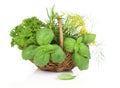 Wicker basket with fresh herbs Royalty Free Stock Photo