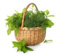 Wicker basket with fresh herbs on white background Royalty Free Stock Photo