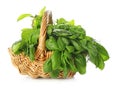 Wicker basket with fresh herbs on white background Royalty Free Stock Photo