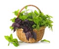 Wicker basket with fresh herbs on white background Royalty Free Stock Photo