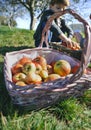 Wicker basket with fresh organic apples from harvest Royalty Free Stock Photo