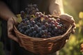 Wicker basket with fresh organic grapes in the hands of a farmer. Close-up. Generative AI Royalty Free Stock Photo