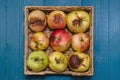 Wicker basket with fresh organic ugly apples on the blue background. close up. Royalty Free Stock Photo