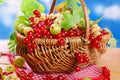 Wicker basket with fresh red currant Royalty Free Stock Photo