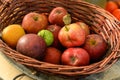 Wicker basket with fresh ripe red apples and one green tomato Royalty Free Stock Photo
