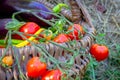 Wicker basket with fresh vegetables: hot peppers, eggplants, tomatoes. Royalty Free Stock Photo