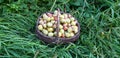 Wicker basket of fresh walnuts stands in the lush green grass. Wide background