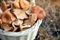 Wicker basket with fresh wild mushrooms in forest, closeup Royalty Free Stock Photo