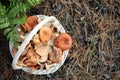 Wicker basket with fresh wild mushrooms in forest, top view. Space for text Royalty Free Stock Photo
