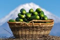 Wicker basket with freshly picked organic cucumbers on background of volcano cone and blue sky