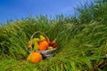 wicker basket with fruits and vegetables on the background of green grass in the field